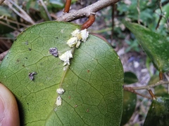 Securinega durissima