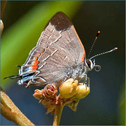 Satyrium favonius favonius