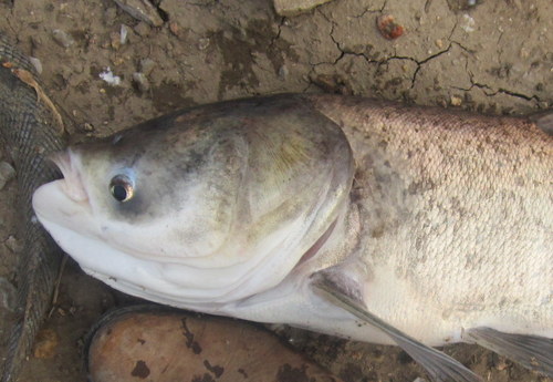 Bighead Carp