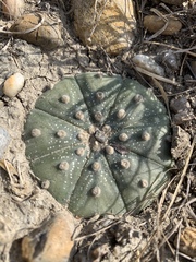 Astrophytum asterias