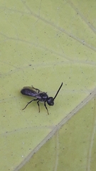 Hemihalictus