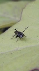 Hemihalictus