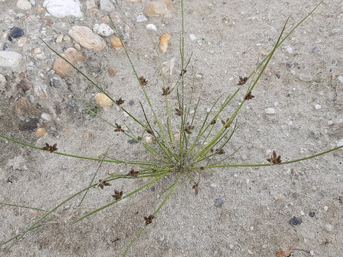 Schoenoplectiella supina, 2025-08-23