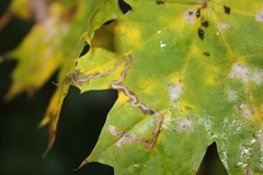 Stigmella aceris