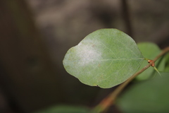 Erysiphe symphoricarpi