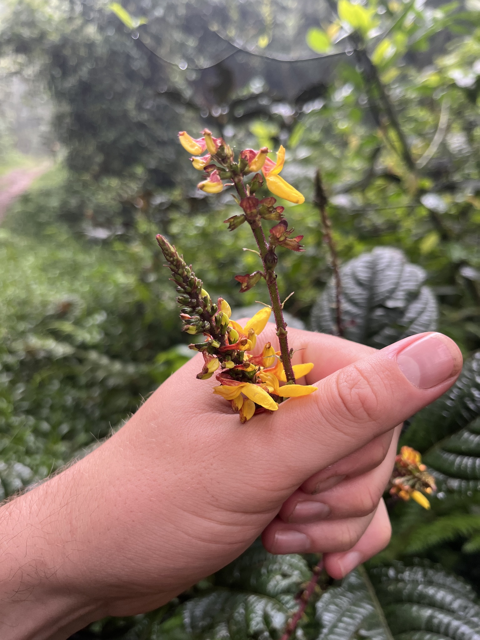 Coleus Decurrens (Coleus decurrens)
