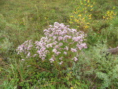 Symphyotrichum × versicolor