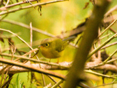 Phylloscopus whistleri