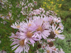 Symphyotrichum × versicolor