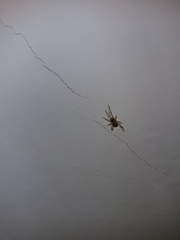 Araneae