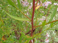 Symphyotrichum × versicolor