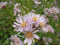 Symphyotrichum × versicolor