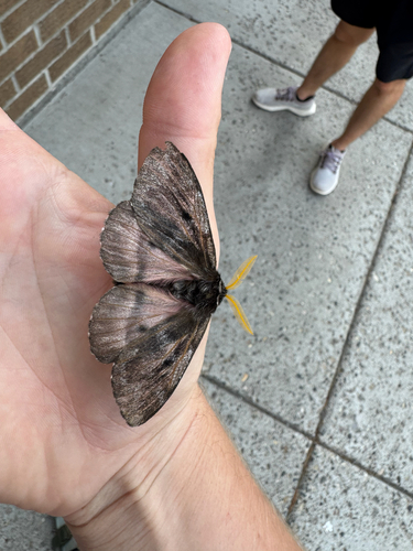 Pandora Pinemoth photo 4