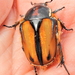 Common Signal Protea Chafer - Photo (c) Colin Ralston, some rights reserved (CC BY-NC), uploaded by Colin Ralston
