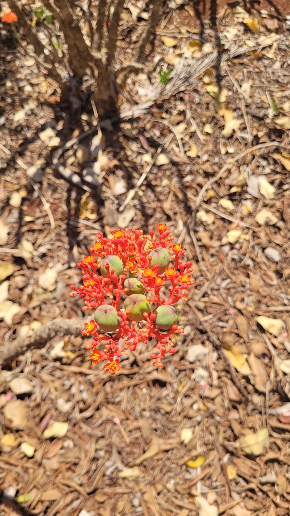 Jatropha podagrica