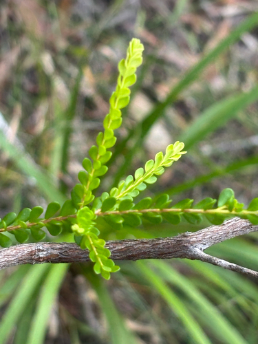 Thryptomene oligandra observed 2025-08-24