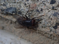 Azeliinae