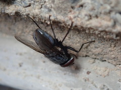 Azeliinae
