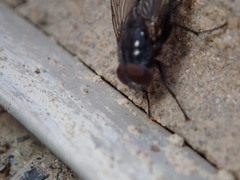 Azeliinae