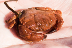 Cycloxanthops novemdentatus