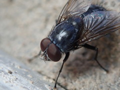 Azeliinae