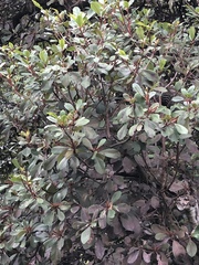 Clethra mexicana