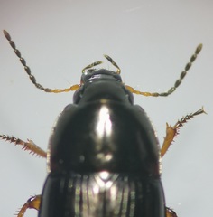 Amara familiaris