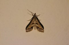 Diasemia