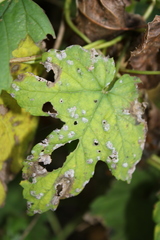 Podosphaera macularis