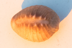 Pusula solandri
