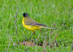 Motacilla flava feldegg