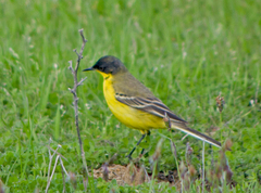Motacilla flava feldegg