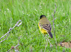 Motacilla flava feldegg