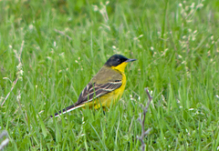 Motacilla flava feldegg