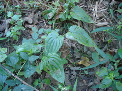 Stemona tuberosa