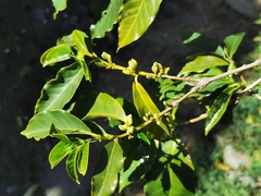 Coffea canephora