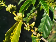 Coffea canephora
