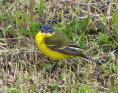 Motacilla flava feldegg