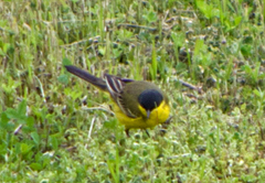 Motacilla flava feldegg