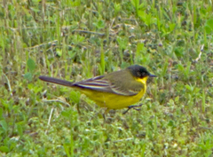 Motacilla flava feldegg