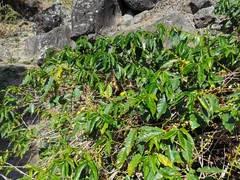 Coffea canephora
