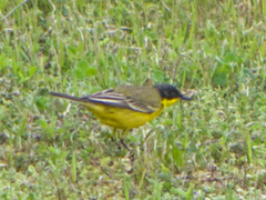 Motacilla flava feldegg