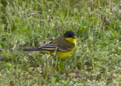 Motacilla flava feldegg