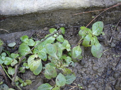 Limnophila rugosa