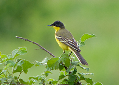 Motacilla flava feldegg