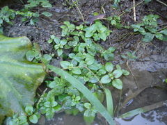 Limnophila rugosa
