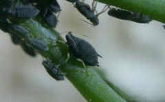 Aphis sedi
