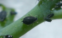Aphis sedi