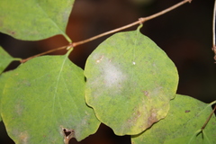 Erysiphe symphoricarpi