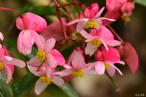 Begonia unduavensis